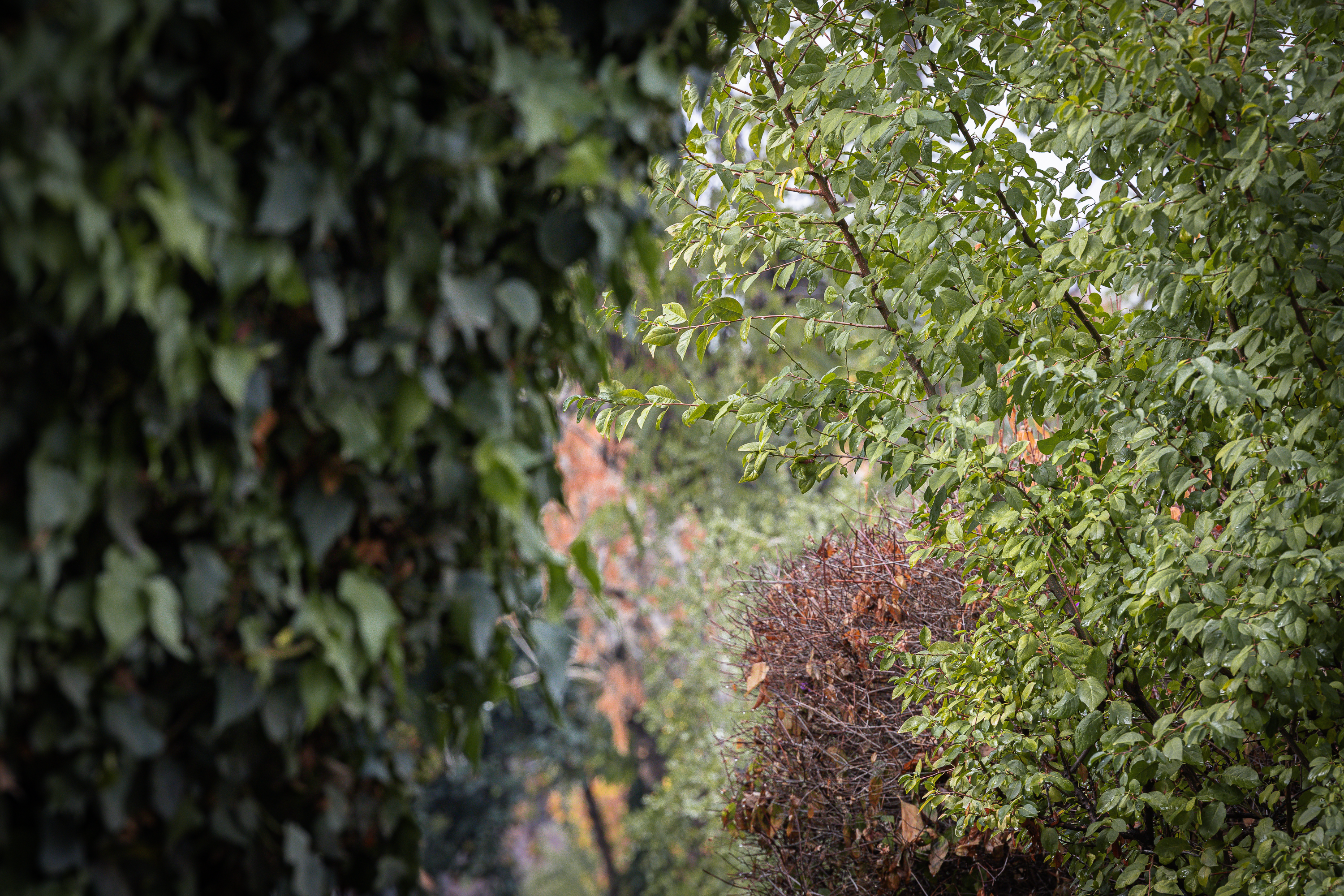 Otoño · Foto 06
